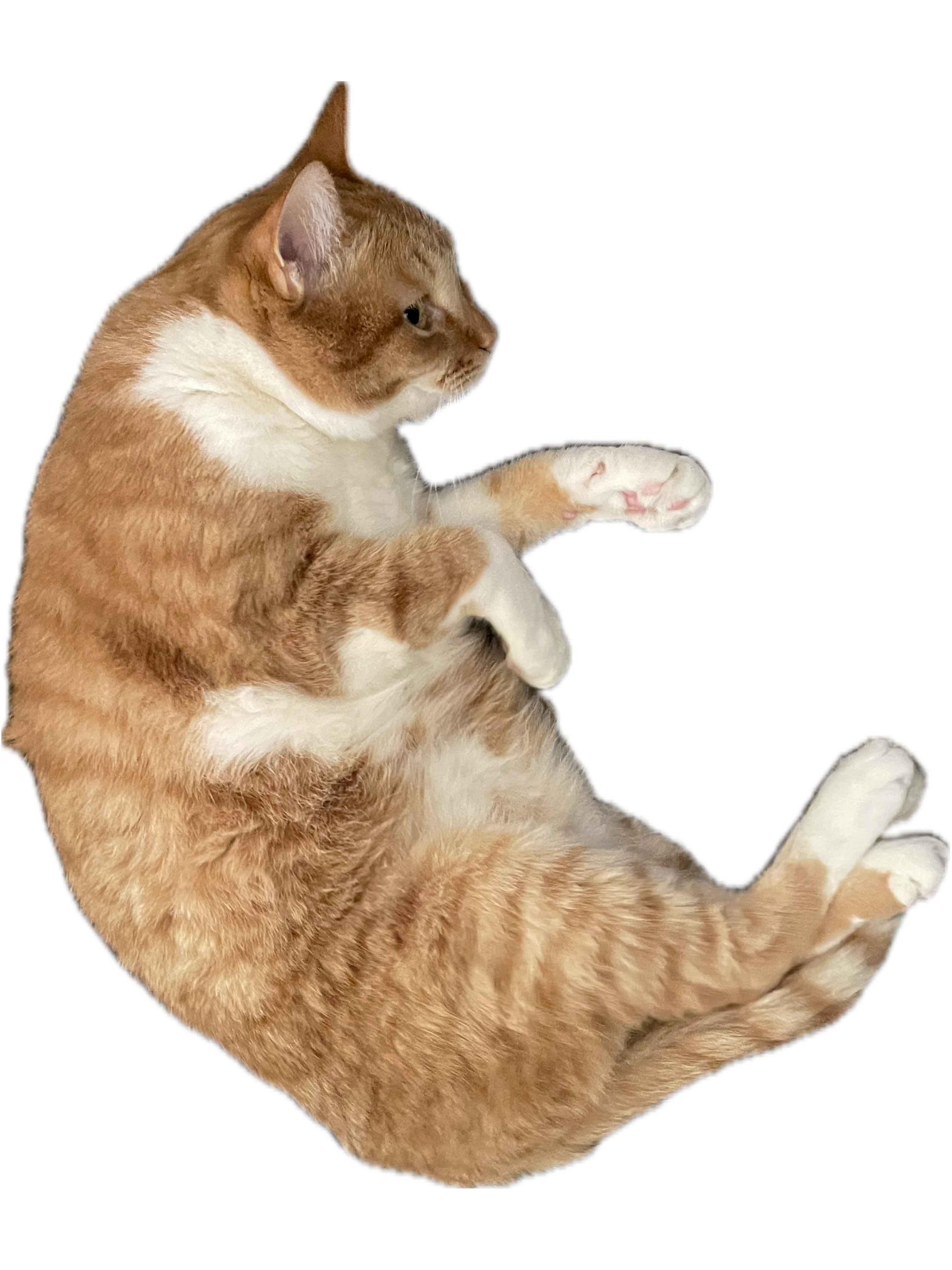 猫のみいちゃんがごろ寝している画像