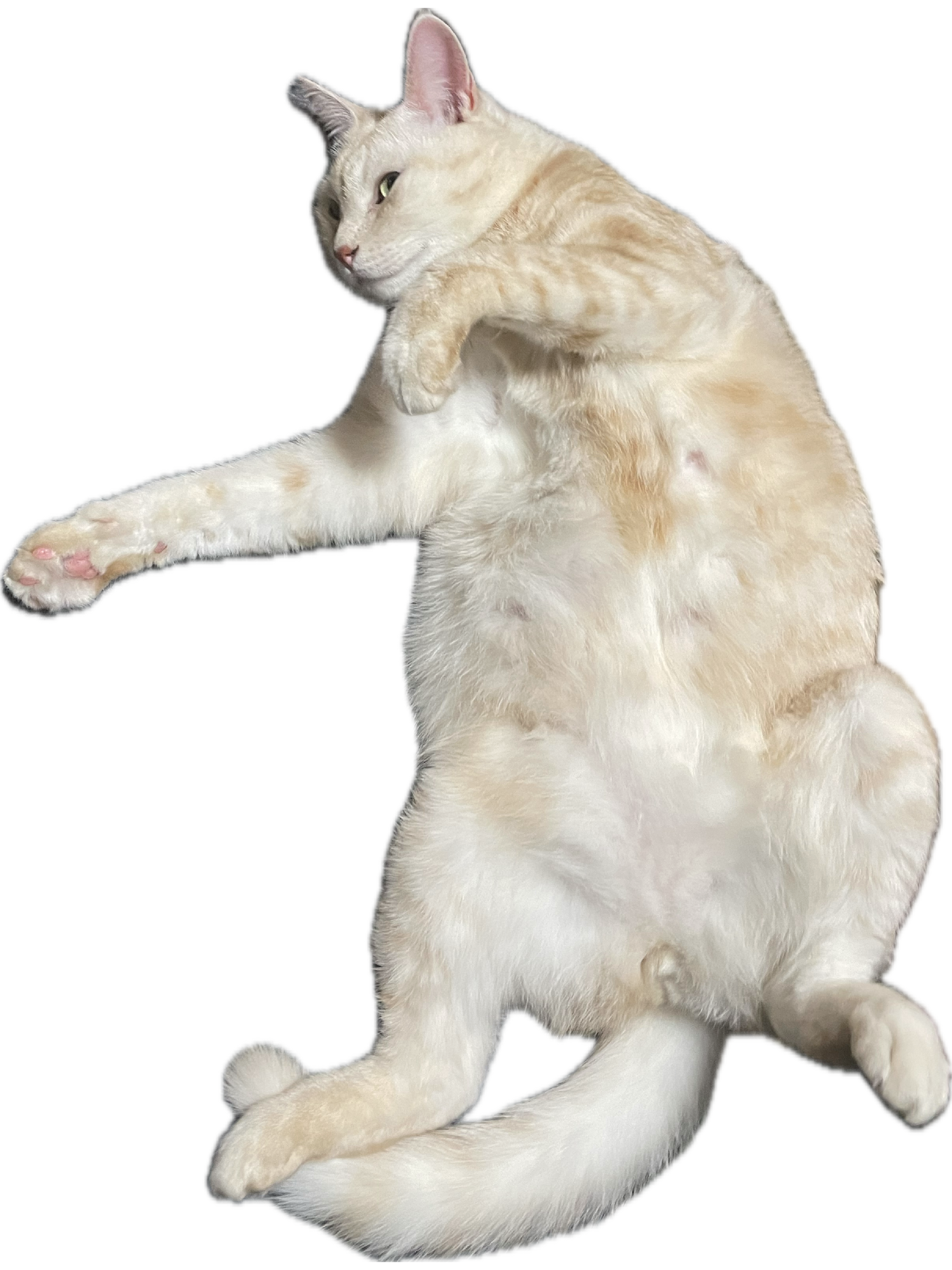猫のおうじくんがごろ寝している画像